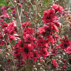 LEPTOSPERMUM CRIMSON GLORY 4.0L