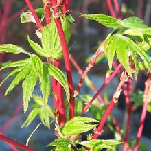 Load image into Gallery viewer, ACER PALMATUM FJELLHEIM TOPIARY GRADE
