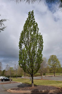 LIRIODENDRON ARNOLD TULIP TREE PB28