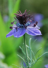 Load image into Gallery viewer, NIGELLA SPANISH LOVE IN A MIST SEED
