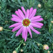 Load image into Gallery viewer, ARGYRANTHEMUM ANGELIC GIANT PINK 2.5L
