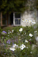 Load image into Gallery viewer, ANEMONE JAPONICA SINGLE WHITE 2.5L
