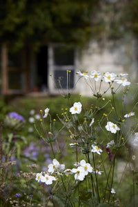 ANEMONE JAPONICA SINGLE WHITE 2.5L