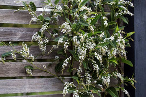 HARDENBERGIA VIOLACEA ALBA