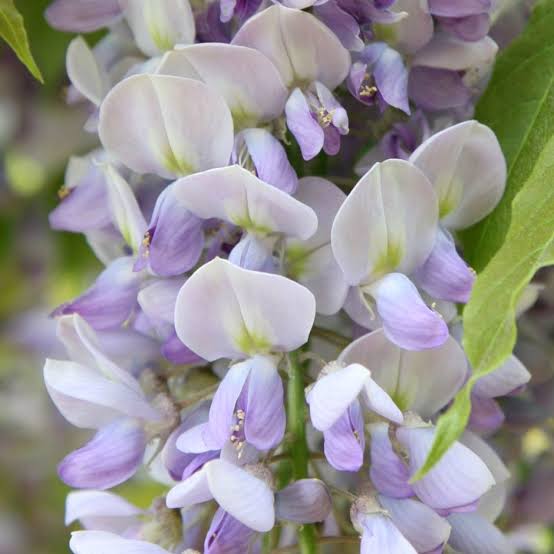 WISTERIA SINENSIS CAROLINE 3.5L