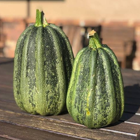 SQUASH KAMOKAMO SEED