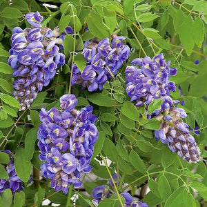 WISTERIA SINENSIS AMETHYST 3.5L