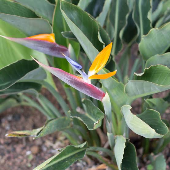 STRELITZIA REGINAE BIRD OF PARADISE