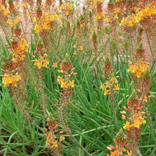 Load image into Gallery viewer, BULBINE FRUTESCENS
