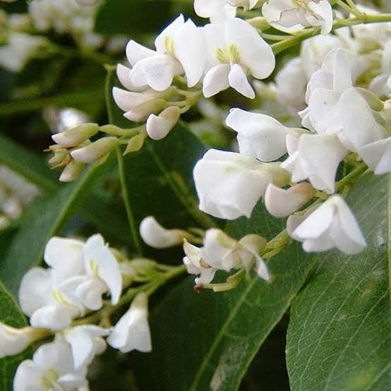 HARDENBERGIA VIOLACEA ALBA