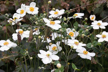 Load image into Gallery viewer, ANEMONE JAPONICA SINGLE WHITE 2.5L
