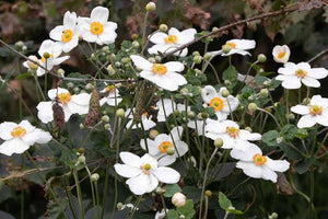 ANEMONE JAPONICA SINGLE WHITE 2.5L