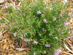 GREVILLEA PINK MIDGET