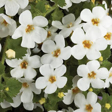 Load image into Gallery viewer, BACOPA SCOPIA GULLIVER WHITE 1.5L
