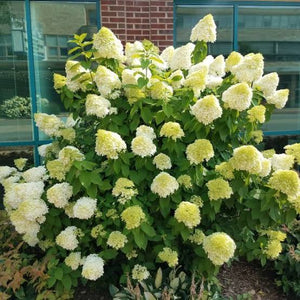 HYDRANGEA PANICULATA LIMELIGHT 2.4L