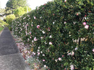 CAMELLIA SASANQUA PARADISE HELEN 1.5L