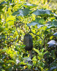 SQUASH KAMOKAMO SEED