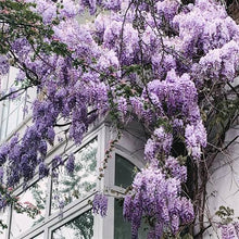 Load image into Gallery viewer, WISTERIA SINENSIS AMETHYST 3.5L
