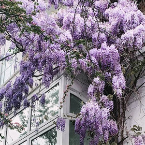 WISTERIA SINENSIS AMETHYST 3.5L