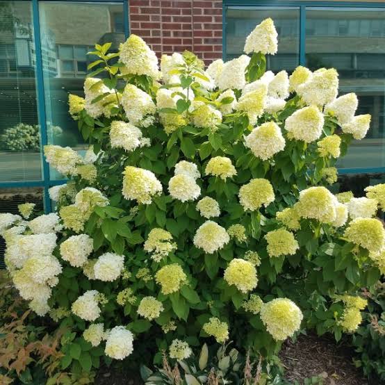 HYDRANGEA PANICULATA LIMELIGHT 3.3L