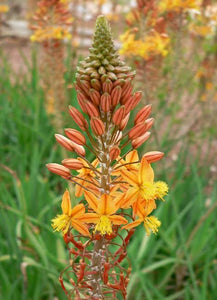 BULBINE FRUTESCENS