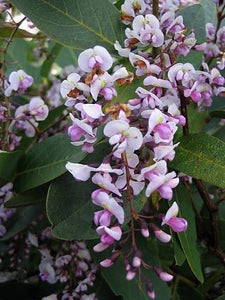 HARDENBERGIA VIOLACEA ROSEA