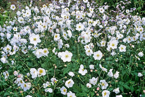 ANEMONE JAPONICA SINGLE WHITE 2.5L