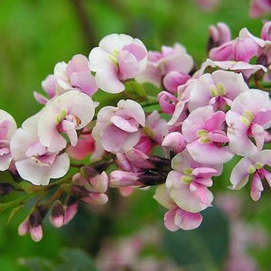 HARDENBERGIA VIOLACEA ROSEA