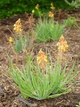 Load image into Gallery viewer, BULBINE FRUTESCENS
