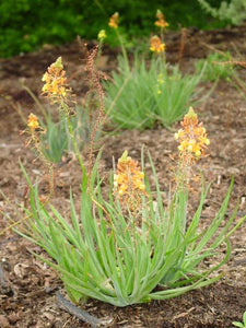 BULBINE FRUTESCENS