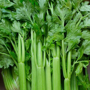 CELERY GREENCRUNCH SEED