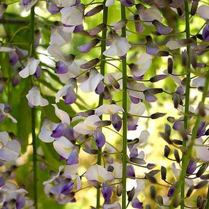 WISTERIA FLORIBUNDA TRIVERTON