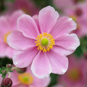 ANEMONE JAPONICA SINGLE PINK 2.5L