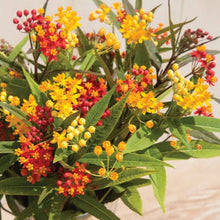 Load image into Gallery viewer, ASCLEPIAS SILKY MIX SEED
