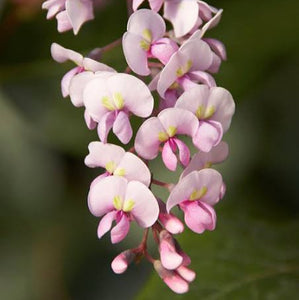 HARDENBERGIA VIOLACEA ROSEA