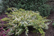 Load image into Gallery viewer, LOROPETALUM BLONDE N GORGEOUS
