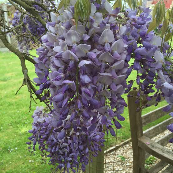 WISTERIA FLORIBUNDA RUSSELLIANA