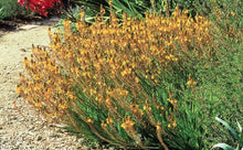 Load image into Gallery viewer, BULBINE FRUTESCENS
