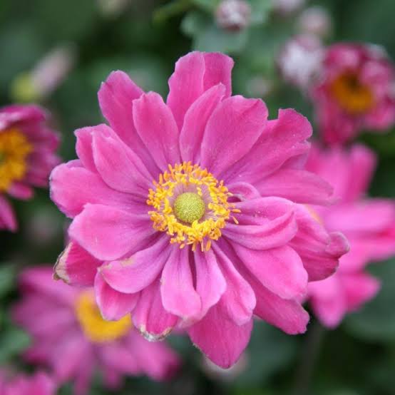 ANEMONE JAPONICA DOUBLE PINK 2.5L