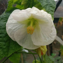 Load image into Gallery viewer, ABUTILON MOON WHITE 2.5L
