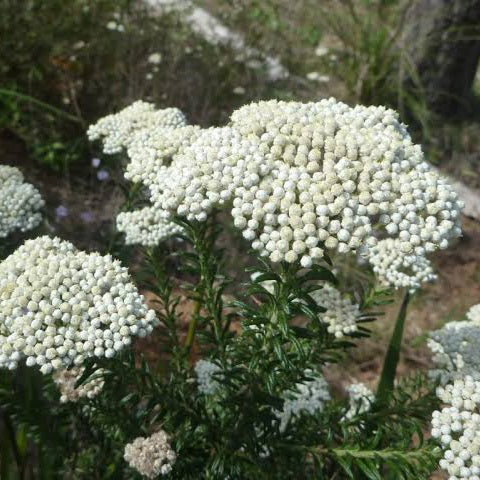 OZOTHAMNUS RADIANCE