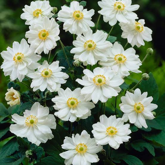 ANEMONE JAPONICA DOUBLE WHITE 2.5L