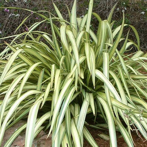 PHORMIUM CREAM DELIGHT 3.3L