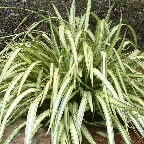 PHORMIUM CREAM DELIGHT 3.3L