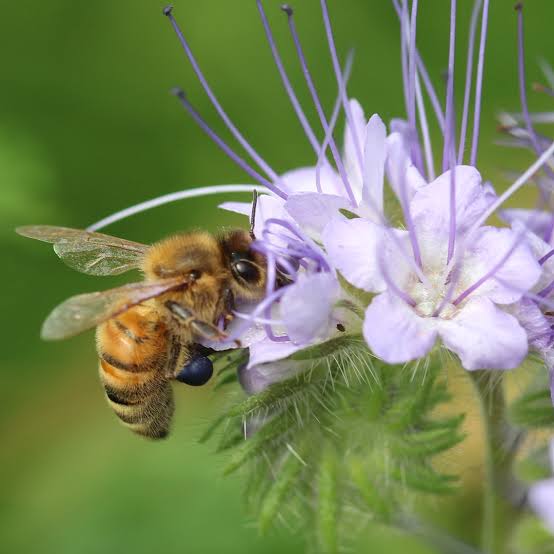 PHACELIA CALIFORNIAN BLUEBELL SEED