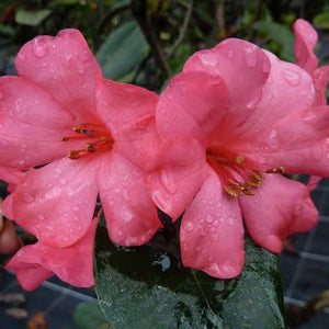 VIREYA RHODODENDRON SCENTSATION 2.4L