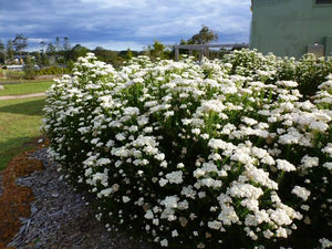 OZOTHAMNUS RADIANCE