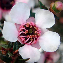 Load image into Gallery viewer, LEPTOSPERMUM NANUM KEA 1.5L
