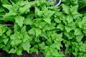 SPINACH NEW ZEALAND SEED