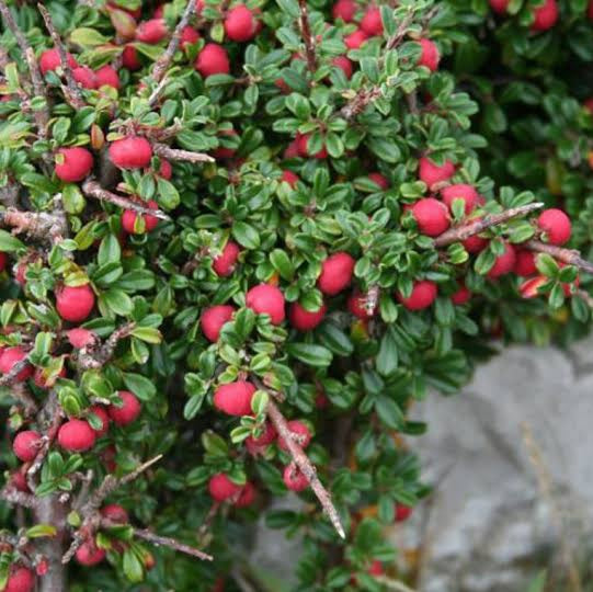 COTONEASTER MICROPHYLLA